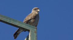 Daptrius chimango