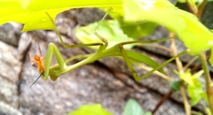 Hierodula membranacea