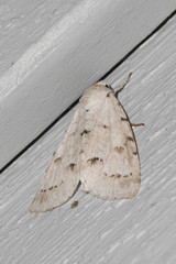 Acronicta innotata