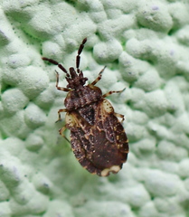 Aradus truncatus
