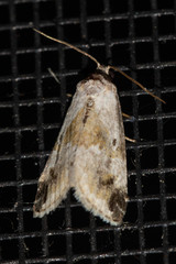 Maliattha synochitis