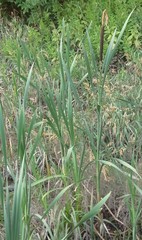 Typha latifolia