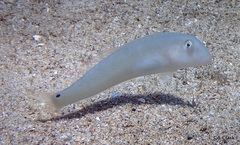 Cymolutes lecluse