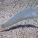 Hawaiian Knifefish - Photo (c) sea-kangaroo, some rights reserved (CC BY-NC-ND), uploaded by sea-kangaroo