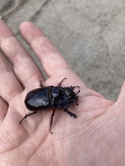 Oryctes nasicornis ameliae