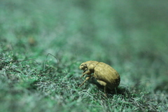 Romualdius scaber
