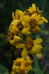 Ligularia calthifolia
