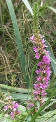 Lythrum salicaria