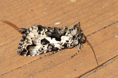 Syngrapha rectangula