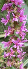 Lythrum salicaria