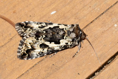 Syngrapha rectangula
