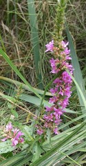 Lythrum salicaria