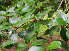 Ficus colubrinae