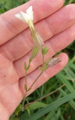 Silene latifolia