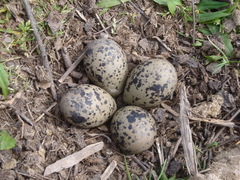Vanellus chilensis
