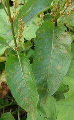 Rumex obtusifolius
