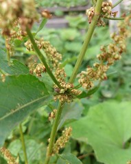 Rumex obtusifolius