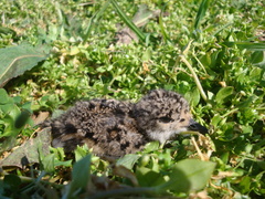 Vanellus chilensis