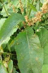 Rumex obtusifolius