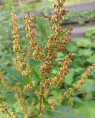 Rumex obtusifolius