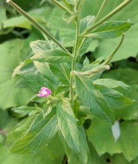 Epilobium hirsutum