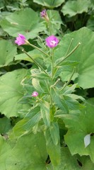 Epilobium hirsutum