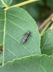 Agrilus obsoletoguttatus
