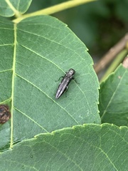 Agrilus obsoletoguttatus