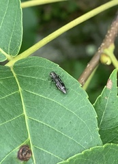 Agrilus obsoletoguttatus