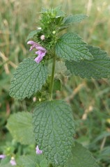 Ballota nigra