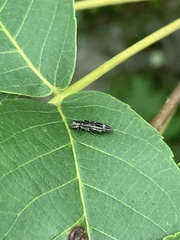 Agrilus obsoletoguttatus