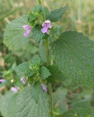 Ballota nigra
