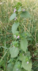 Ballota nigra