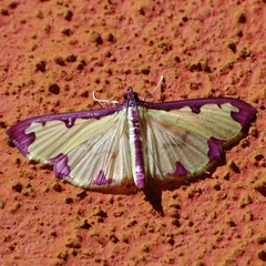 Cadarena pudoraria