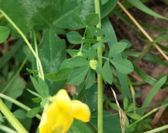 Lotus corniculatus