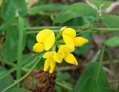 Lotus corniculatus