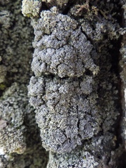 Fuscopannaria mediterranea