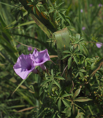 Ipomoea cairica
