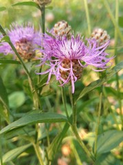 Centaurea jacea