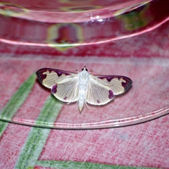 Cadarena pudoraria