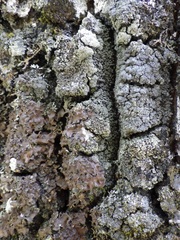 Fuscopannaria mediterranea