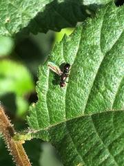 Nemopoda nitidula