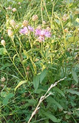 Centaurea jacea