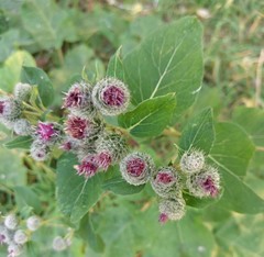 Arctium tomentosum