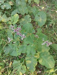 Arctium tomentosum