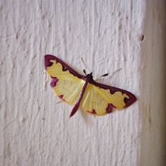 Cadarena pudoraria