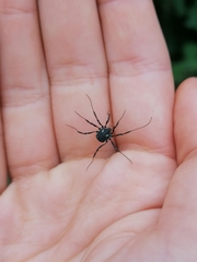 Paranemastoma quadripunctatum