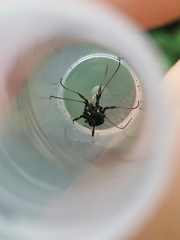 Paranemastoma quadripunctatum