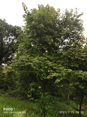 Grewia tiliifolia