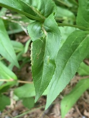 Phytomyza penstemonis